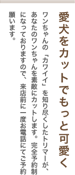愛犬をカットでもっと可愛く